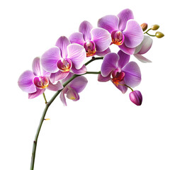 Branch of Pink and White Orchids with Buds Against a Black Background pink orchid flower