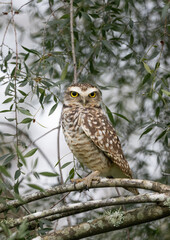 Silent Watcher: Close-Up of a Burrowing Owl