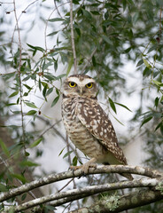 Silent Watcher: Close-Up of a Burrowing Owl