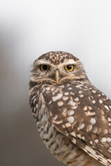 Silent Watcher: Close-Up of a Burrowing Owl