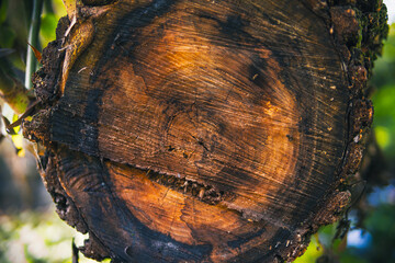 Beautiful tree, old tree, deforestation, ecology, environmental protection