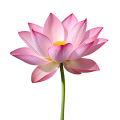 Fototapeta premium Soft Pink Lotus Flower with Yellow Center on a Black Background bloom blossom