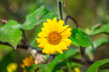 Thin-leaved sunflower or forest sunflower in the Sierra de Guadalupe