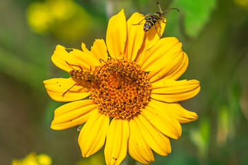 Ochraethes tulensis, ochre long-horned beetle on a thin-leaved sunflower, in the Sierra de Guadalupe, Mexico State