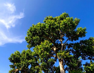 Lush green treetops against a clear blue sky with fluffy clouds