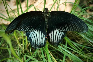 butterfly on grass
