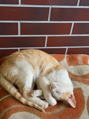 Adorable orange kitten sleeping