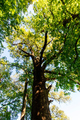Tall Trees, Angel Mounds State Historic Site, Evansville, Indiana