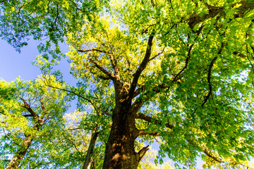 Obraz premium Tall Trees, Angel Mounds State Historic Site, Evansville, Indiana