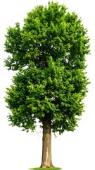Lush green tree against white background (1)