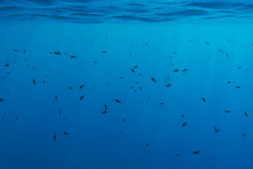 A serene underwater scene featuring a large school of small fish swimming freely in the deep blue ocean with sunbeams.