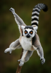 Obraz premium Lemur katta skaczący z wyciągniętymi ramionami. Zabawny naczelny z Madagaskaru w powietrzu na ciemnym tle.