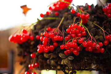 Viburnum (viburnum opulus) berries eco decoration for autumn garden