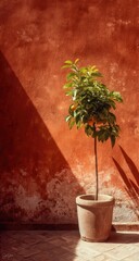 Sunny citrus tree against terracotta wall