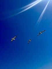 Beautiful birds flying in the blue skies