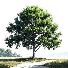 Fototapeta premium Lush green tree in a sunlit field