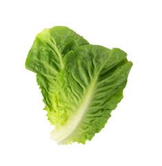 Romaine lettuce salad leaves isolated. Cos green leaves, fresh romain salat, raw romaine cabbage