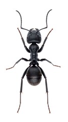 Fototapeta premium Black ant, top-down view (1)