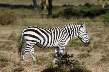 Zebras in African savana on dry grass at safari game wild nature in Masai Mara, Amboseli, Samburu, Serengeti Tsavo national parks of Kenya and Tanzania. Zebra mammal animal wildlife in Africa savannah