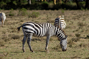 Zebras in African savana on dry grass at safari game wild nature in Masai Mara, Amboseli, Samburu, Serengeti Tsavo national parks of Kenya and Tanzania. Zebra mammal animal wildlife in Africa savannah