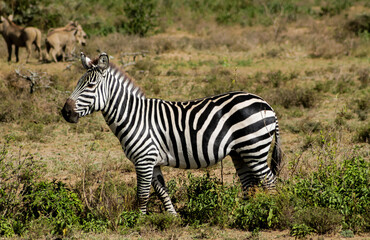 Zebras in African savana on dry grass at safari game wild nature in Masai Mara, Amboseli, Samburu, Serengeti Tsavo national parks of Kenya and Tanzania. Zebra mammal animal wildlife in Africa savannah