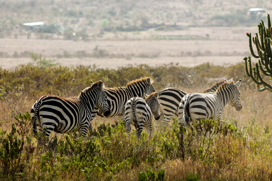 Zebras in African savana on dry grass at safari game wild nature in Masai Mara, Amboseli, Samburu, Serengeti Tsavo national parks of Kenya and Tanzania. Zebra mammal animal wildlife in Africa savannah