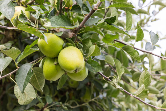 green apples on a tree - Powered by Adobe