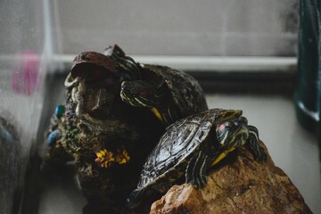 Two Red-Eared Slider Turtles Resting on Rocks in an Aquarium