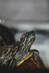 Red-Eared Slider Turtle on Rock in Aquarium