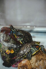 Two Red-Eared Slider Turtles Relaxing on Rocks in a Water Tank