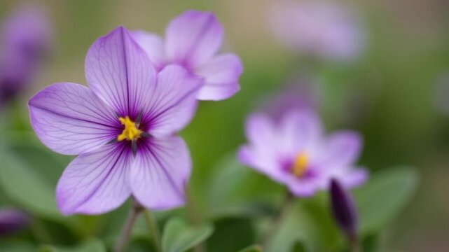 Time lapse of a purple primrose in flower bed. Spring concept.