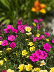 Fototapeta premium colorful flowers in the garden