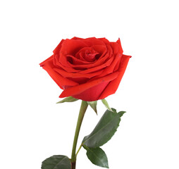 red rose flower isolated on transparent background

