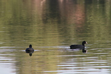 A Eurasian coot swims in a freshwater pond in a public park. Waterfowl in the wild.