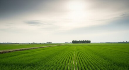 Expansive green rice paddies stretch under a cloudy sky with a bright sun