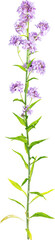 Obraz premium Perspective view of wildflower - Hesperis