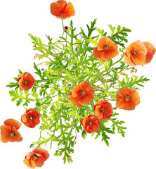 Top view of wildflower - Papaver