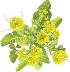 Top view of wildflower - Brassica