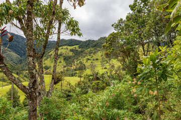 Fototapeta premium Salento (Quindio), Colombia, 08.15.2025: landscape view of the Cocora Valley with the high Wax Palm declared as the national tree and symbol of Colombia.