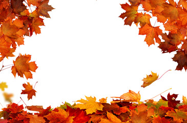  PNG fall autumn natural red maple leaves border
 Fall leaves isolated on transparent background. 

