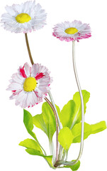 Perspective view of wildflower - Bellis