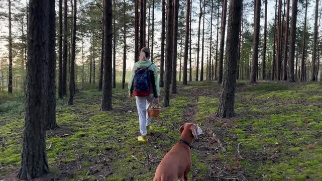 Tired woman with vizsla dog walking along path, look back, returning from autumn pine forest with basket full of porcini mushrooms, back view. Nature lover. Active outdoor recreation with pet. 