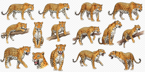 A collection of realistic leopards in various poses, including walking, sitting, roaring, and resting on a branch, isolated on a transparent background. © studio
