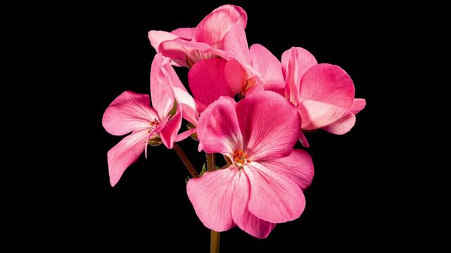 Pink Pelargonium Flowers Blooming in Time Lapse on a Black Background. Beautiful Neon Geranium Blossoms