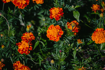 Marigold flowers blooming during autumn season
