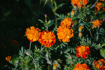 Growing marigold flowers in an autumn garden