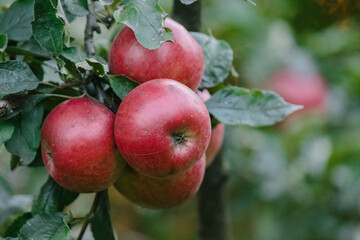 Red apples hanging on tree branch during autumn harvest