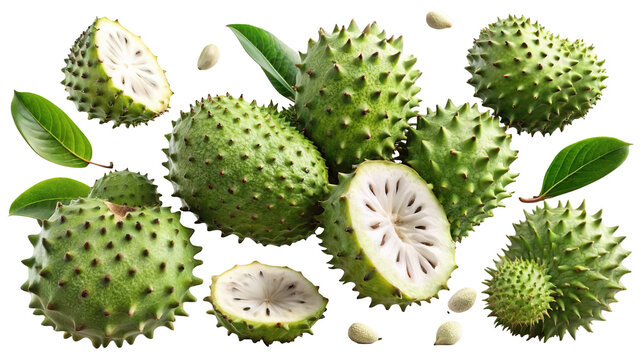 A vibrant arrangement of fresh soursop fruits some whole and some halved showcasing their spiky green exterior and juicy white flesh isolated on transparent background