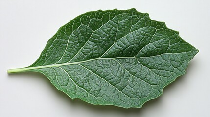 Close-up Macro View of a Vibrant Green Leaf with Prominent Veins and Frosty Texture, Isolated on a Clean White Background
