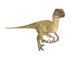 Velociraptor front view